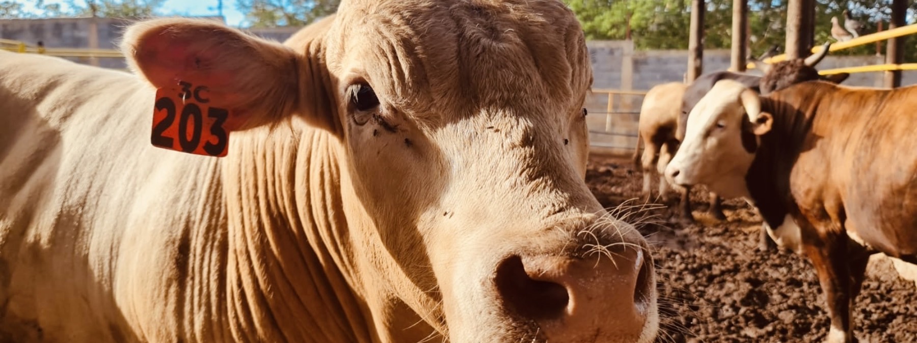 Ambassadors